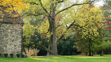The colorful and beautiful leaves on the trees in autumn