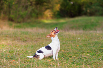 A cute Jack Russell Terrier dog is training in nature. Pet portrait with selective focus