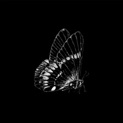 butterfly hand drawing vector isolated on black background.