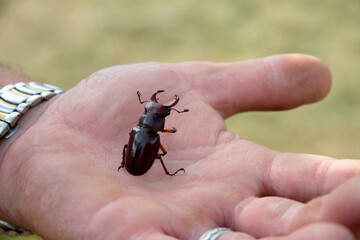 Stag beetle on a hand