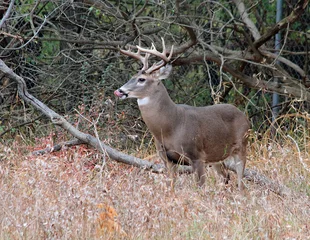 Fotobehang 10 point white tail buck licking his chops © kenneth