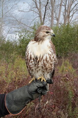 Red Tailed hawk, falconry