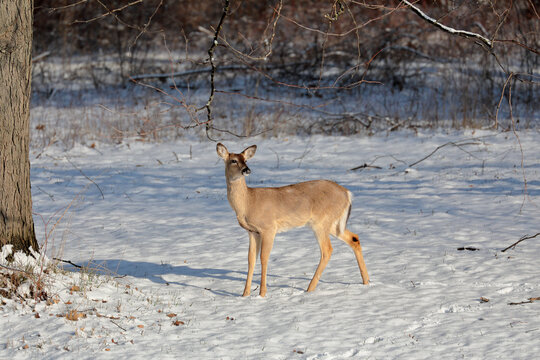 Button buck in the snow