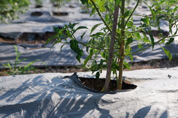 plastic mulch to cover the soil and protect plants from weeds so that plants can thrive