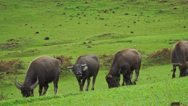 Asian buffaloes on the green steppe. Livestock animals. Natural landscapes and animals.