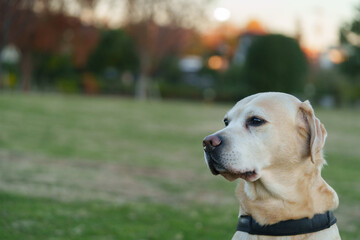ラブラドールレトリバー labrador 大型犬