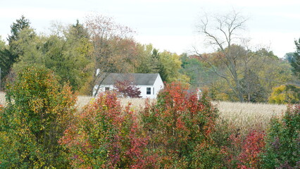 Obraz premium The beautiful autumn view with the colorful trees and harvest corn field