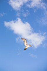pelican mid flight
