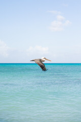 Fototapeta na wymiar pelican mid flight