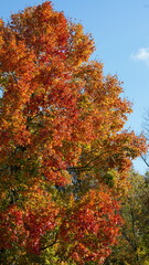 The colorful and beautiful leaves on the trees in autumn