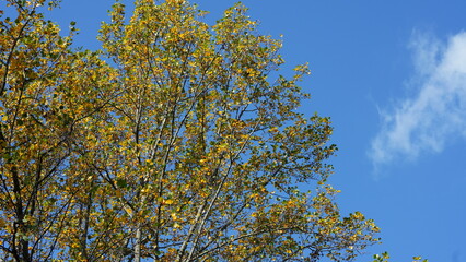 The colorful and beautiful leaves on the trees in autumn
