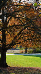 Fototapeta premium The colorful and beautiful leaves on the trees in autumn