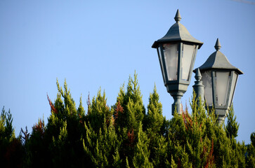 街灯と木
