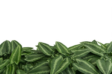 Close-up view of growing green plant isolated on transparent background png file.