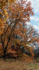 Fototapeta premium The colorful and beautiful leaves on the trees in autumn