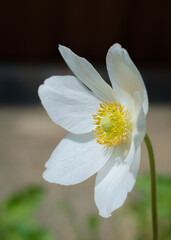 アネモネ　シルベストリス