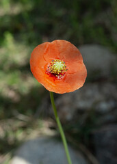 ナガミヒナゲシ