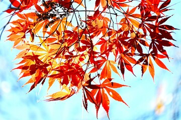 Autumn leaves of Japanese maple. Autumn tradition fall-leaf viewing in Japan is called ‘Momiji-gari’.