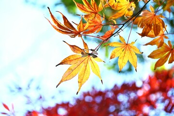 Autumn leaves of Japanese maple. Autumn tradition fall-leaf viewing in Japan is called ‘Momiji-gari’.