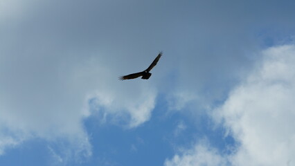 Obraz premium One eagle flying in the cloudy blue sky