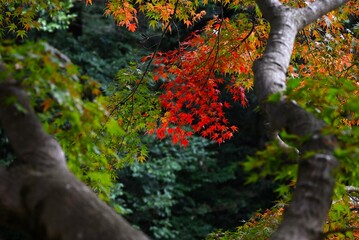 Autumn leaves of Japanese maple. Autumn tradition fall-leaf viewing in Japan is called ‘Momiji-gari’.