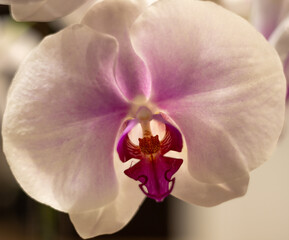 Naklejka na ściany i meble orchid
