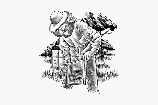 vector illustration of a person harvesting honey in nature, with engraving style