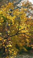 The colorful and beautiful leaves on the trees in autumn