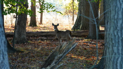 One alert deer watching at me in the forest