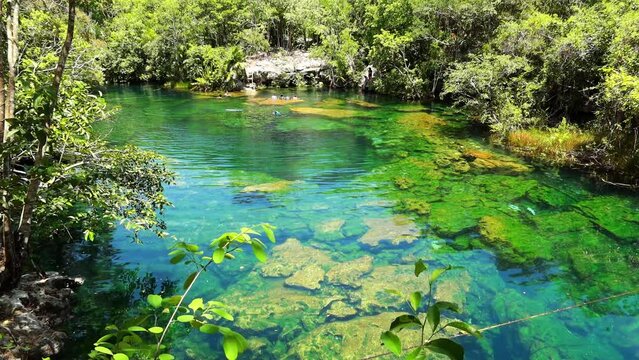 estanque natural con aguas cristalinas en medio de la selva. 
