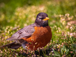 An American robin perching on the grass and looking for some worms