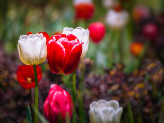 Fototapeta premium white and red tulips in the spring garden