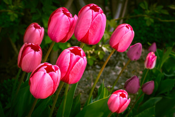 Fototapeta premium pink tulips blooming in the spring garden