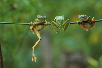 frogs, flying frogs, cute, three cute frogs are on a wooden branch
