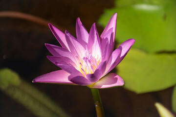White water lily