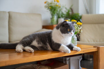 British shorthair cat lying on table