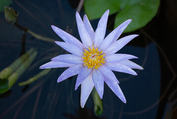 White water lily