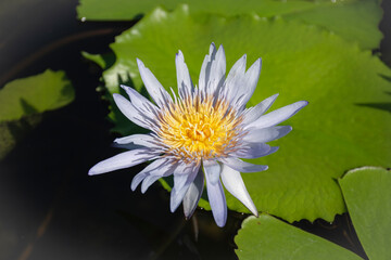 White water lily