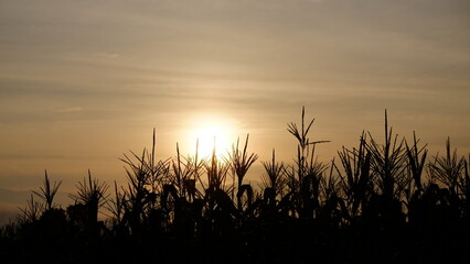 sunset in the corn field