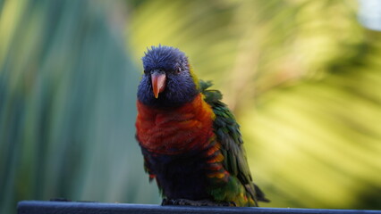Parrot staring in Australia
