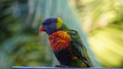 Lorikeet parrot in Sydney, Australia