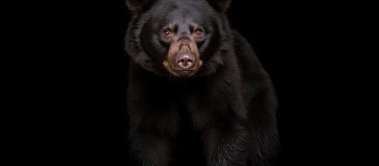 Black-furred bear species native to Taiwan. - obrazy, fototapety, plakaty