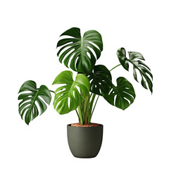 monstera tree on a transparent background