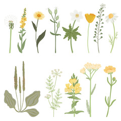 set of field flowers, vector drawing wild plants at white background, floral elements, hand drawn botanical illustration