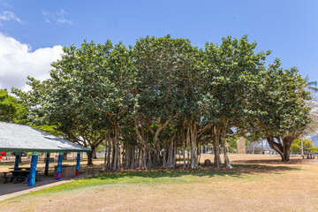 A Banyan tree, a fig tree that develops prop roots so that it can spread indefinitely, in a park in...