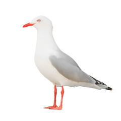 seagull isolated png
