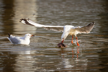 A Silver gull  trying to take off with a heavy piece of fish skin in the river at Hasting's Point...