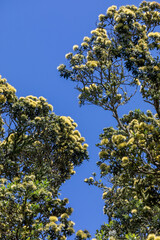 Pohutukawa Tree in yellow Flower. Also known as the New Zealand Christmas Tree. Auckland, New Zealand