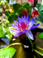 Obraz premium this is a lotus type tree. grows in dirty water but this does not affect the beauty of the flowers