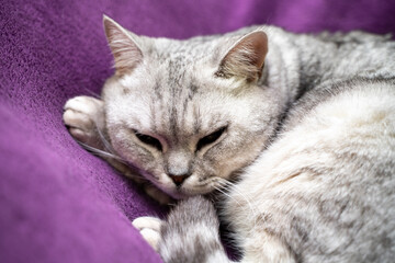 scottish straight cat is sleeping. Close-up of a sleeping cat muzzle, eyes closed. Against the...